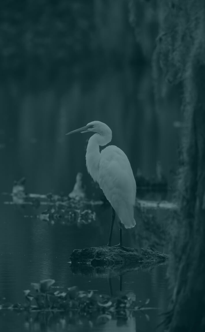 A white egret stands on a rock in calm water, surrounded by natural vegetation in the Louisiana industrial corridor.