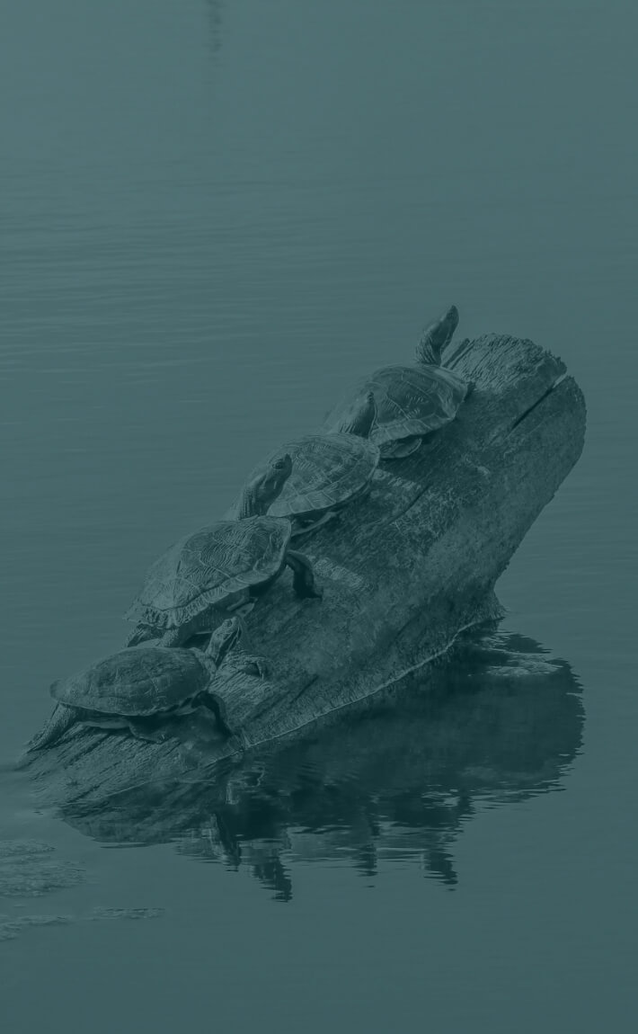 Four turtles rest on a log in calm water along the Louisiana industrial corridor, their reflections mirrored below.