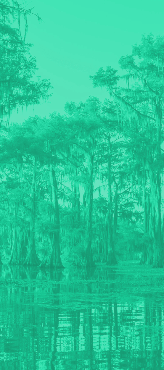 Tall cypress trees with hanging moss reflect in shallow water, evoking the landscape of Louisiana’s industrial corridor under a green filter.