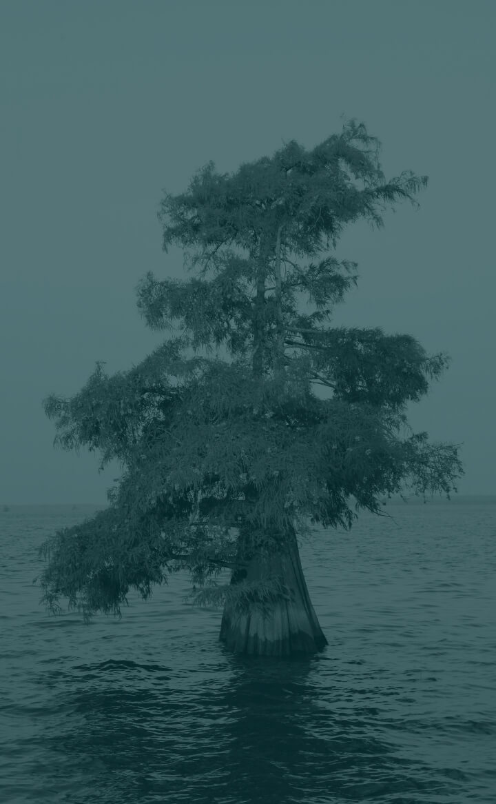 A single tree with dense foliage stands in water under an overcast sky, evoking the quiet resilience of Louisiana’s industrial corridor.