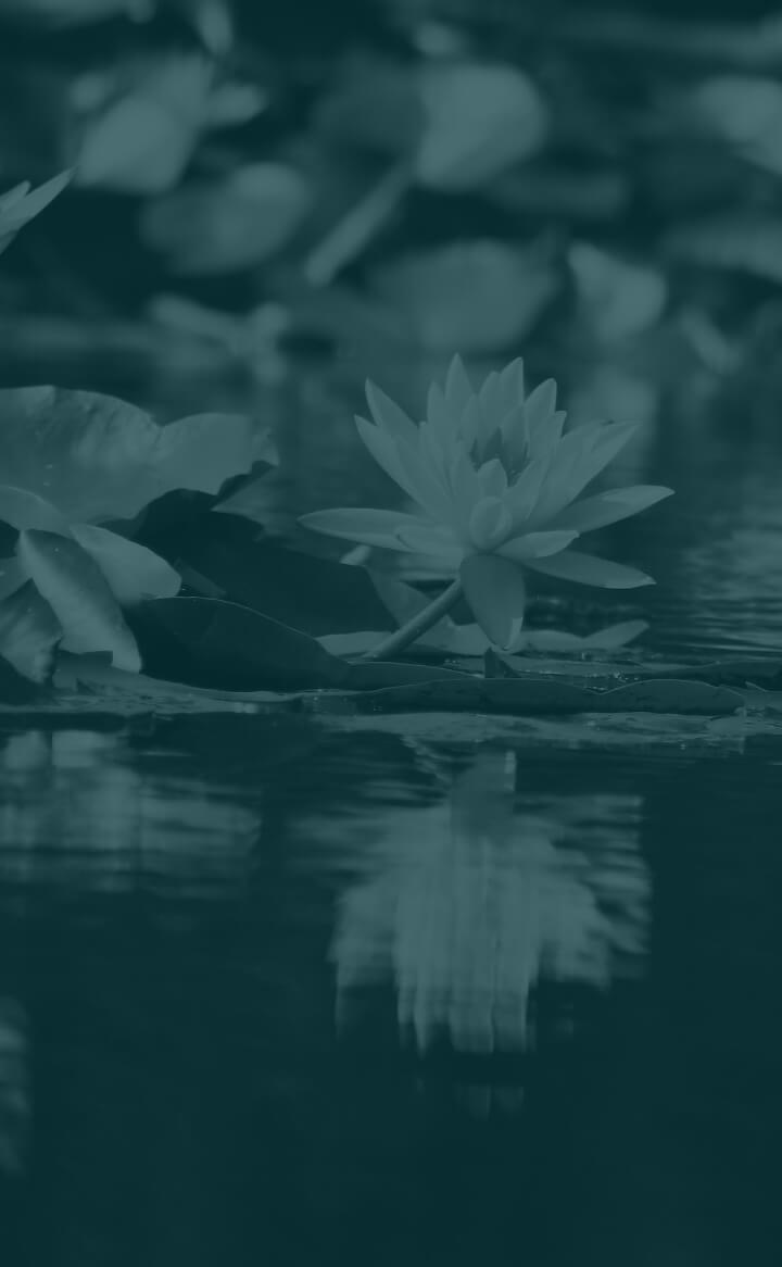 A single water lily grows on a pond in the Louisiana industrial corridor, its reflection shimmering among lily pads in the calm water.