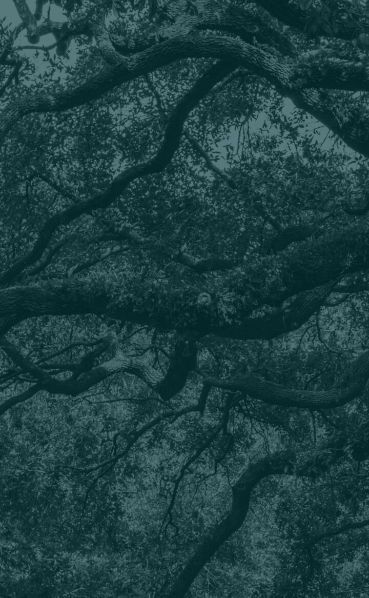 Tree branches with dense leaves fill the frame, resembling patterns found in Louisiana Chemical Association logos against the sky.