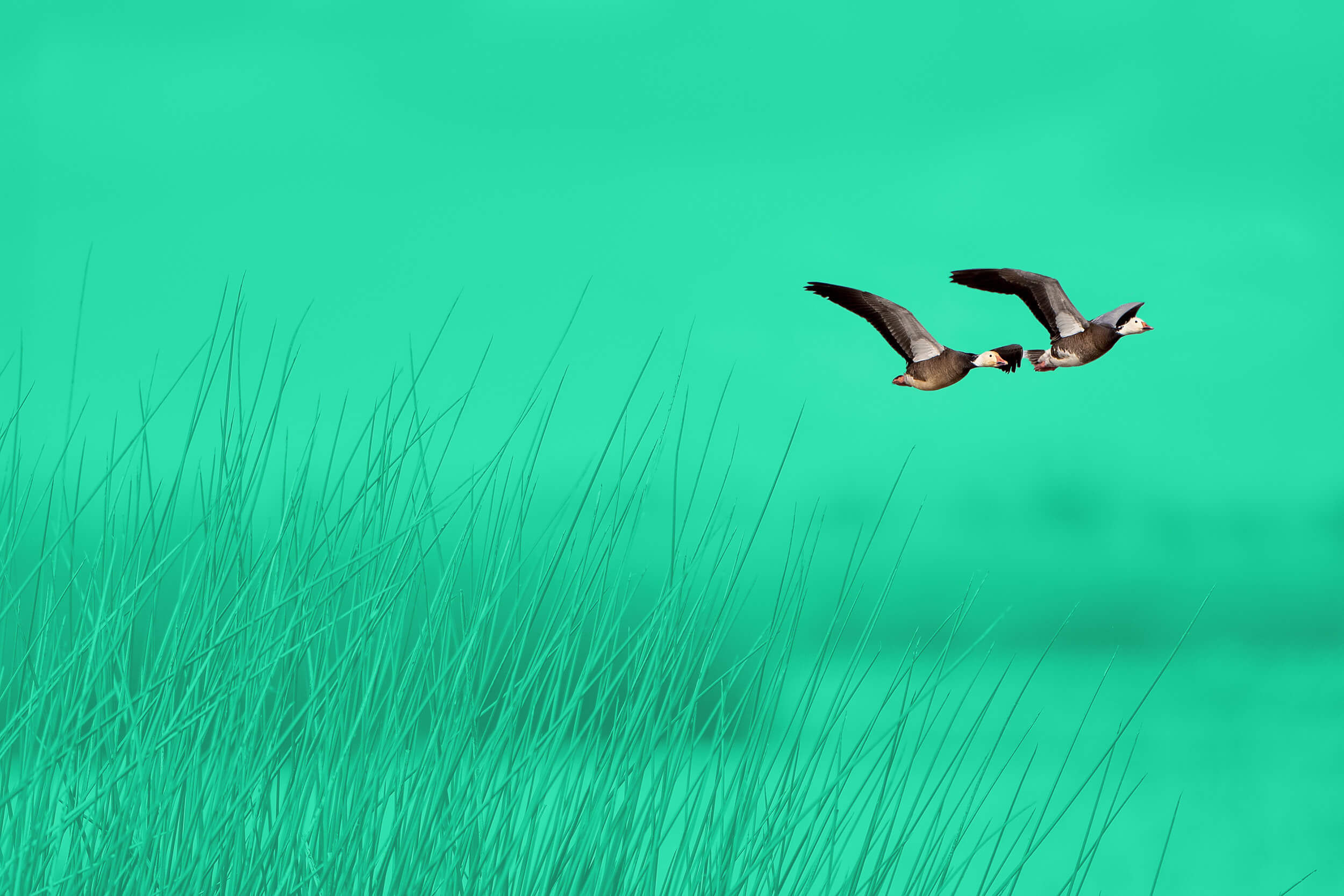 Two geese fly above tall grass, the bright sky evoking the vivid hues found along the Louisiana industrial corridor.