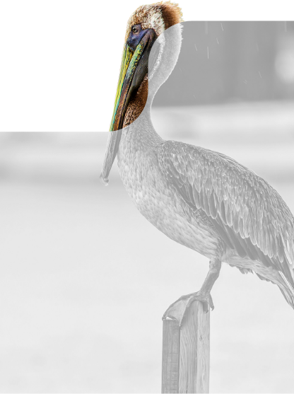 A brown pelican stands on a wooden post, its colorful head bright against grayscale—an icon in the Louisiana industrial corridor.